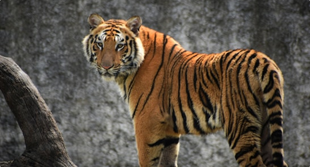 Tadoba Tiger
